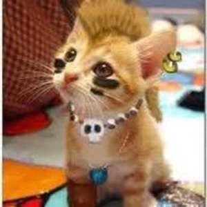 Meet your Posher, Alli